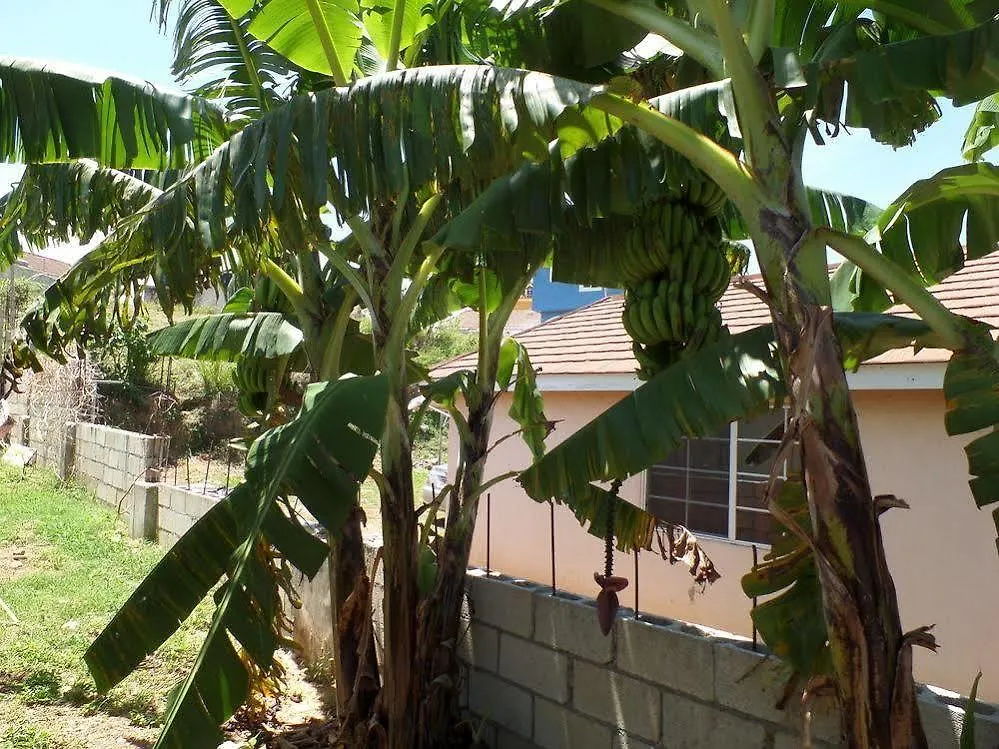 Little Cottage Of Rose Hall Montego Bay Jamaika
